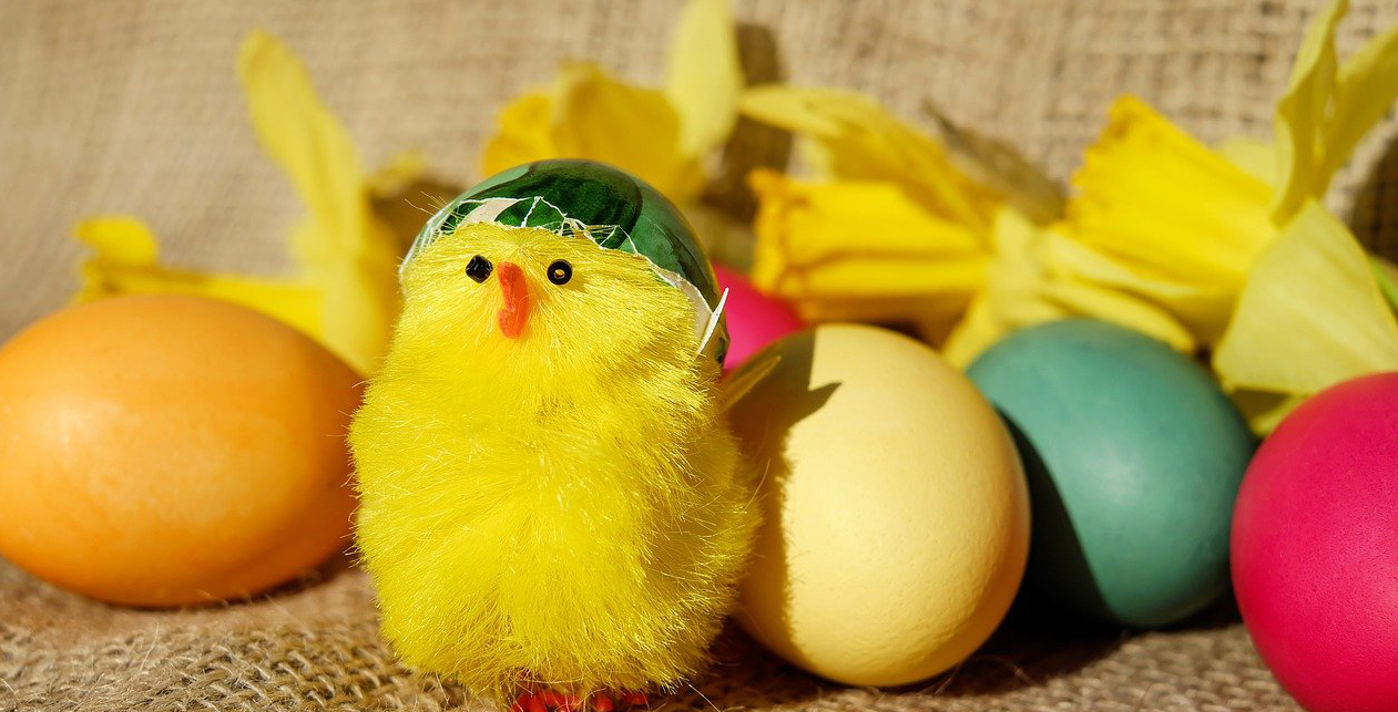 Osterküken mit bunten Ostereiern