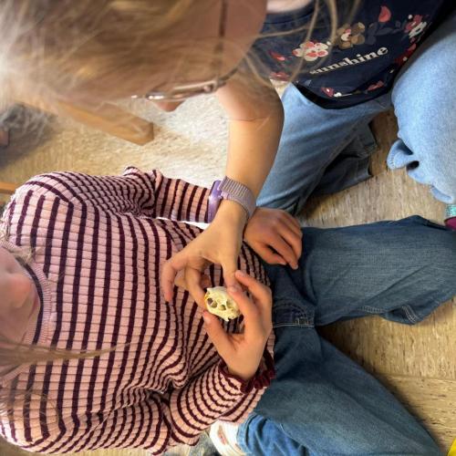 Kinder betrachten Eichhörnchenschädel