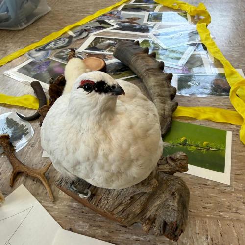 ausgestopftes Schneehühnchen und Anschauungsmaterial