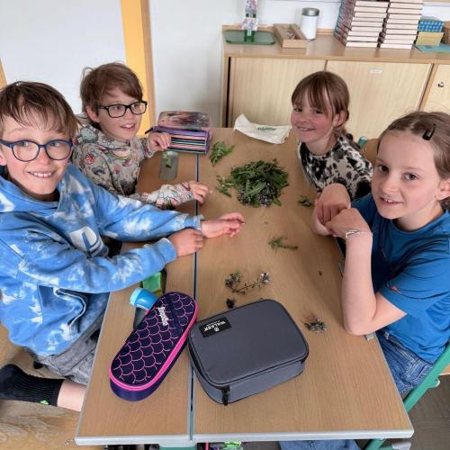 Kinder sitzen am Tisch und ordnen Kräuter