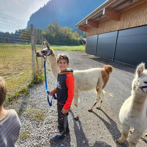 Schüler führt Lama an der Leine