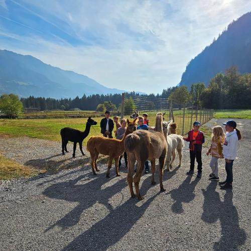 Kinder mit Lamas und Alpakas