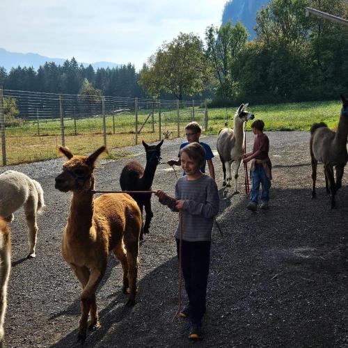 KInder führen Lamas und Alpakas an der Leine