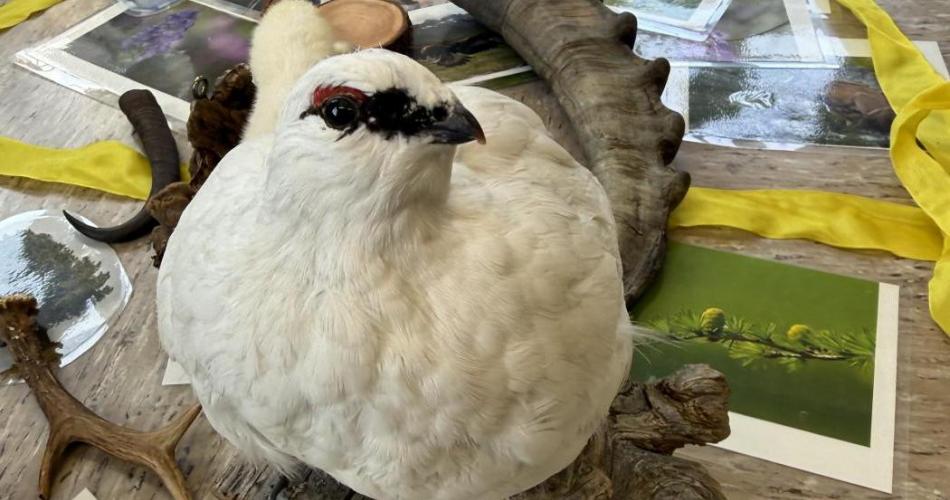 ausgestoptes Schneehuhn und Fotos