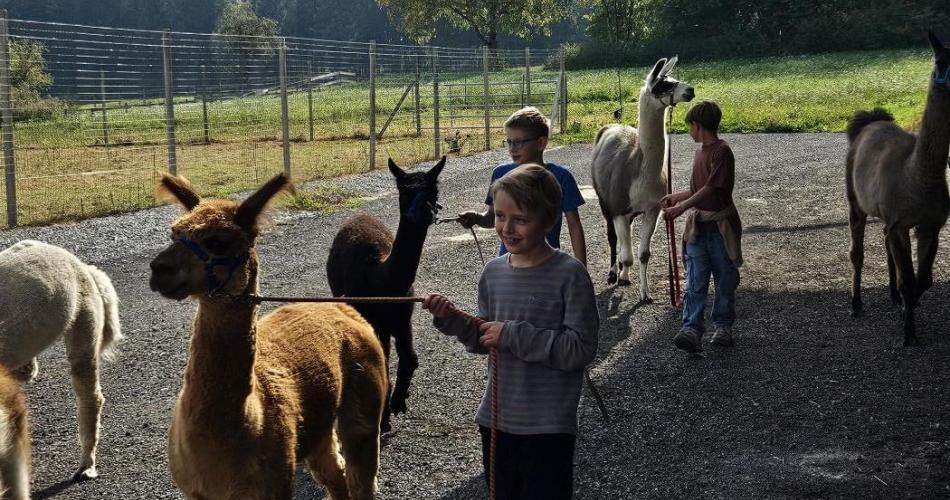 Kinder führen Lamas und Alpakas